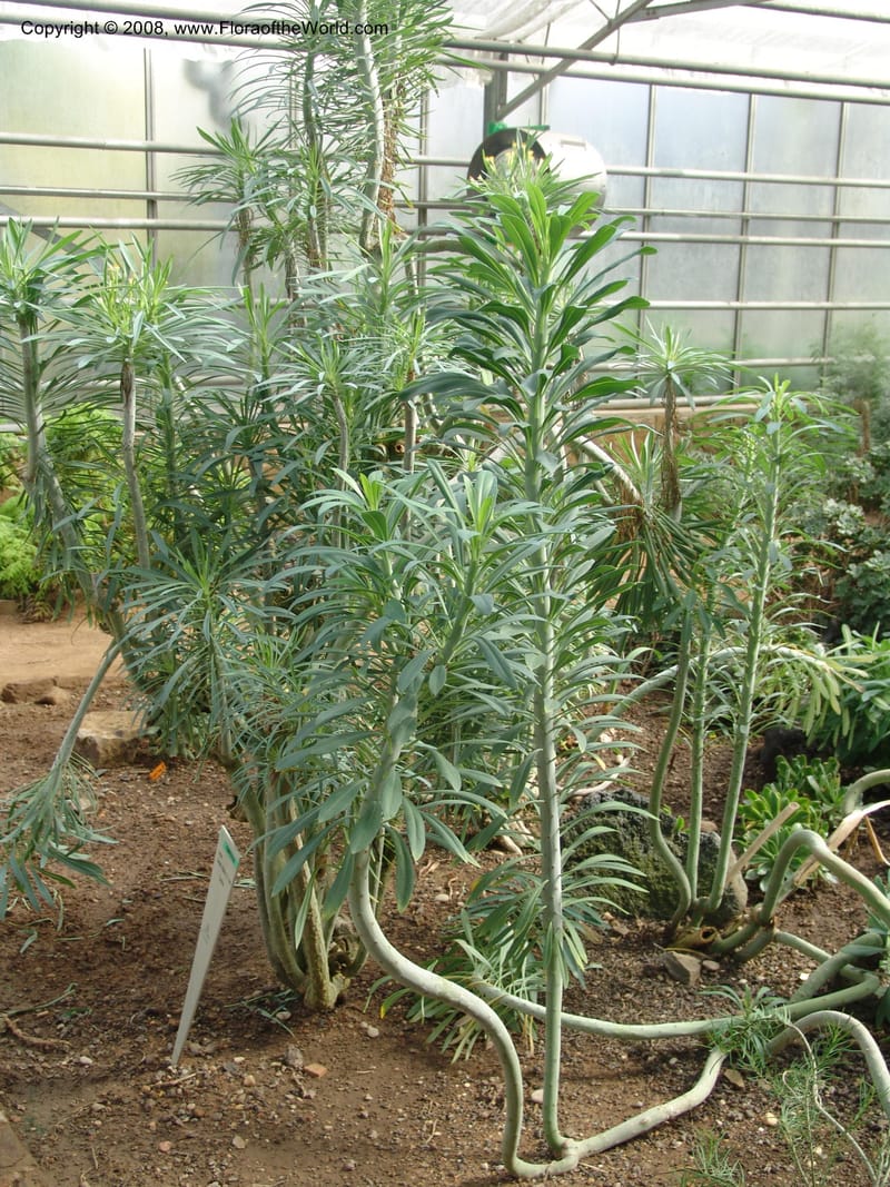 Senecio kleinia--Spain. Andalucia. Jardin Botanico de Cordoba. 2 Oct 04. 048.jpg