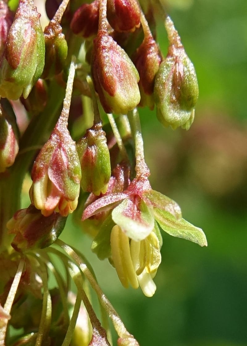 Rumex alpestre, Not collected--Switzerland. Sass Almagell. Lac Mattmark. 3 Jul 2016. DSC08449 (494).JPG