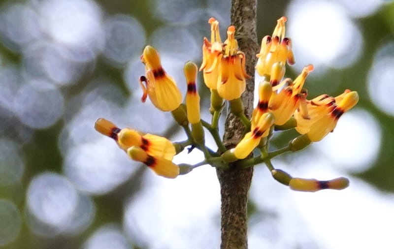 Macrosolen cochinchinensis, D. Boufford 44099--China. Yunnan. Lao jun Shan. 30 Apr 2018. DSC00424 (640).JPG