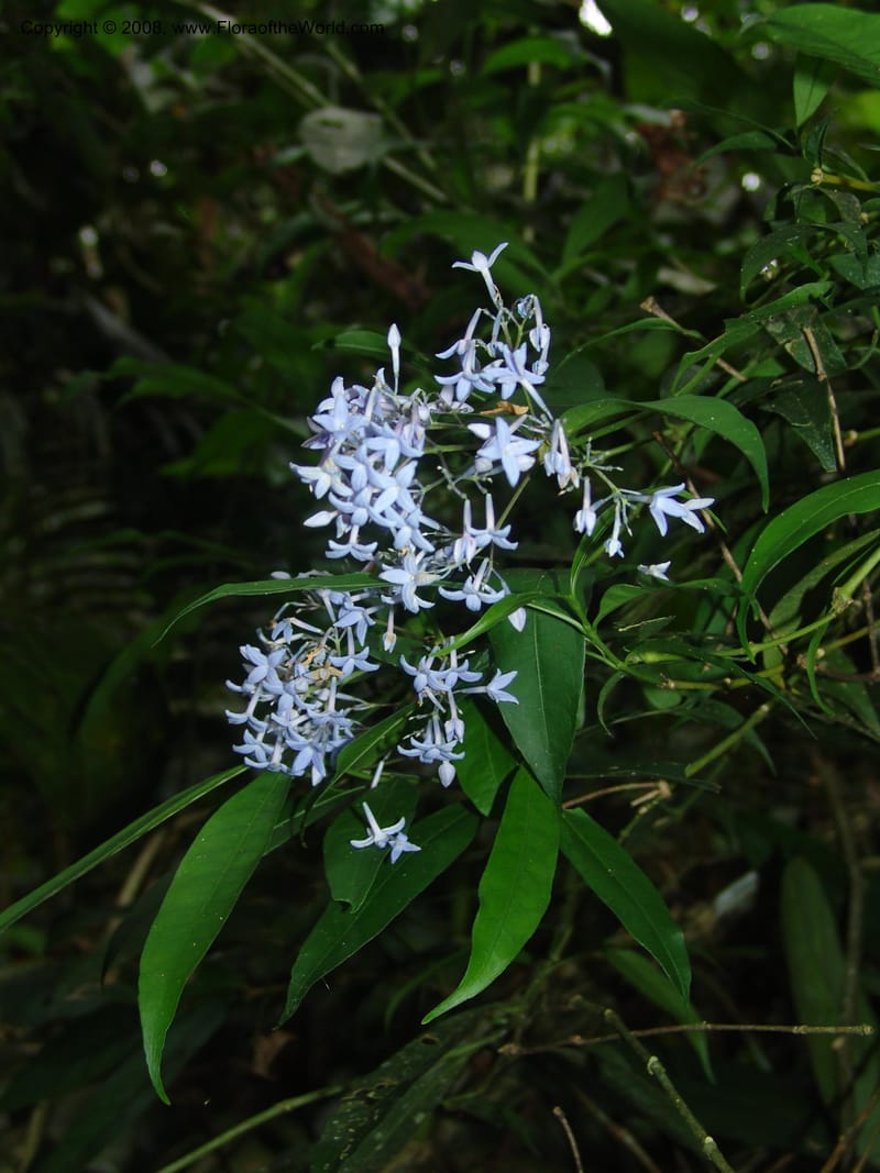 Faramea multiflora, AAraujoM1104--Bolivia. Pq. Nac. Madidi. Chalalan. 25 Nov 04. 057.jpg