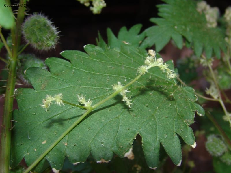 Urtica pilulifera--Crete. Ep. Kydonia. Akrotiri. Trail Gouvernetos . 23 May 05. 087.jpg
