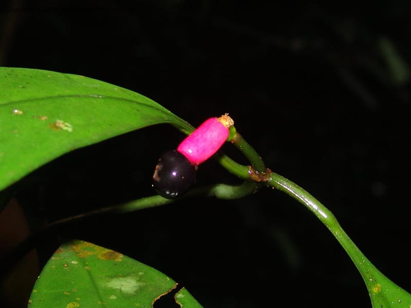 Chazaliella, MLeal1013--Gabon. Prov. Estuaire. Mondah For., Cap. Esterias. 11 Apr 06. 235.jpg