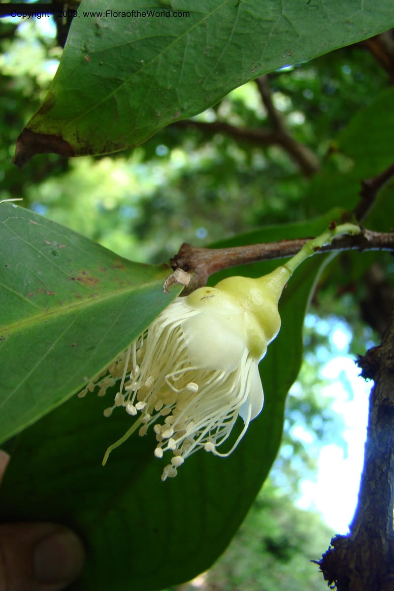 Syzygium samarangense--South Africa. Durban Botanical Garden. 30 Jan 09. 307.jpg