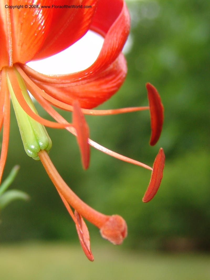Lilium pumilum--IL. Chicago. Morton Arboretum. 1 Jul 05. 061.jpg