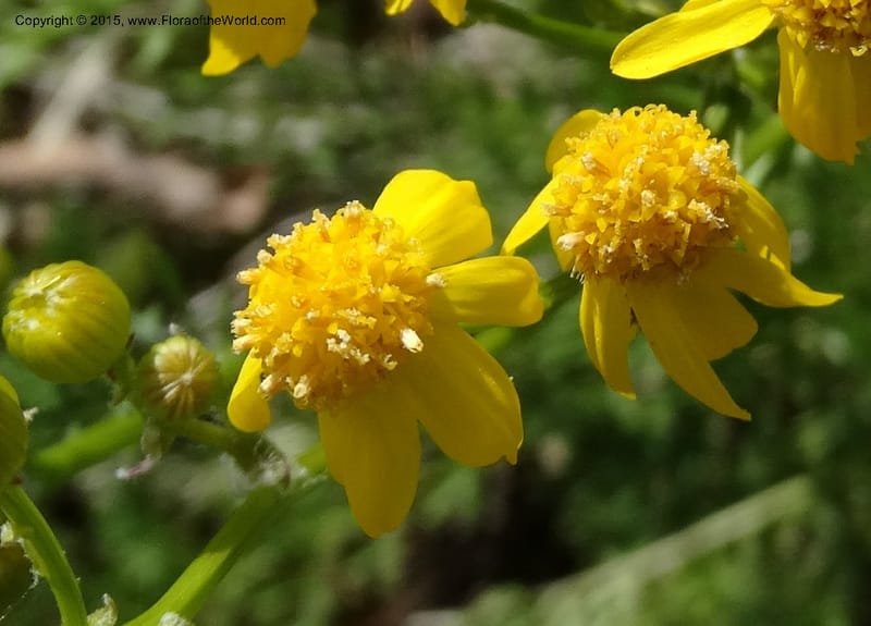 Packera millefolium, Davidson, C 13000--North Carolina. Macon Co. Slick Rock. 14 May 2015. DSC05505 (34).JPG