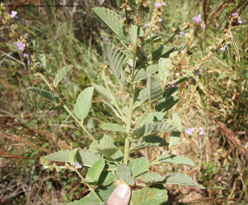Melochia villosa tomentosa, Stevens, W.D. 31048, Cerro Cora, 15 Mar 2011 4073 (1).JPG