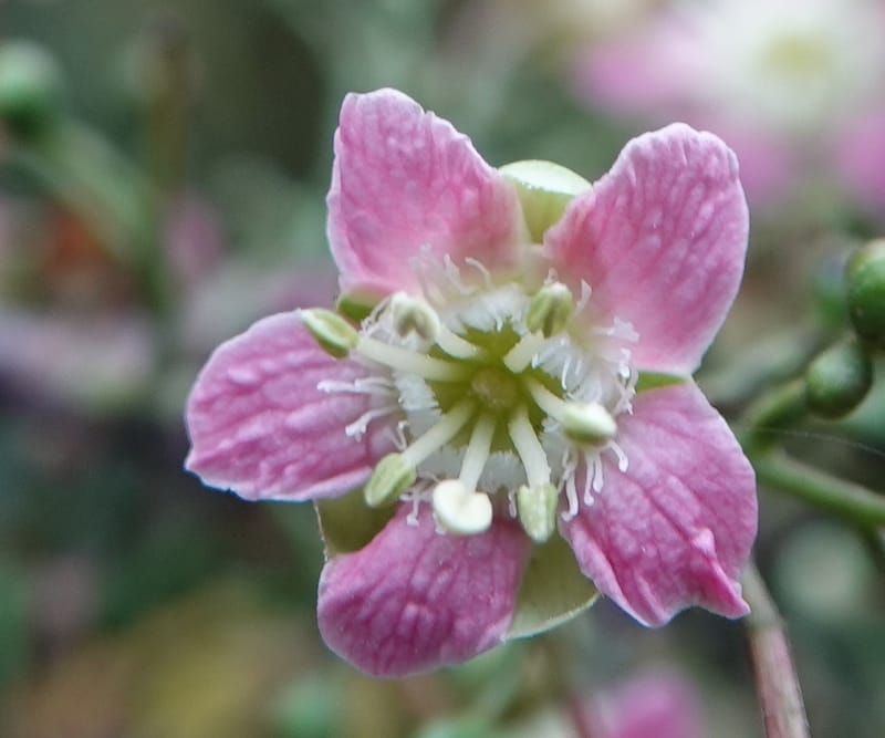 Delavaya toxocarpa, D. Boufford 44087--China. Yunnan. Xinshao Village. 28 Apr 2018. DSC00001 (37).JPG