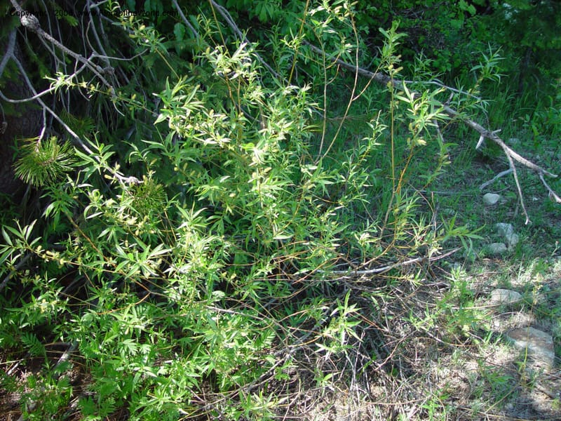 Salix lasiandra, CDavidson10990--ID. Valley Co. Payette Lake. 12 Jun 03. 037.jpg