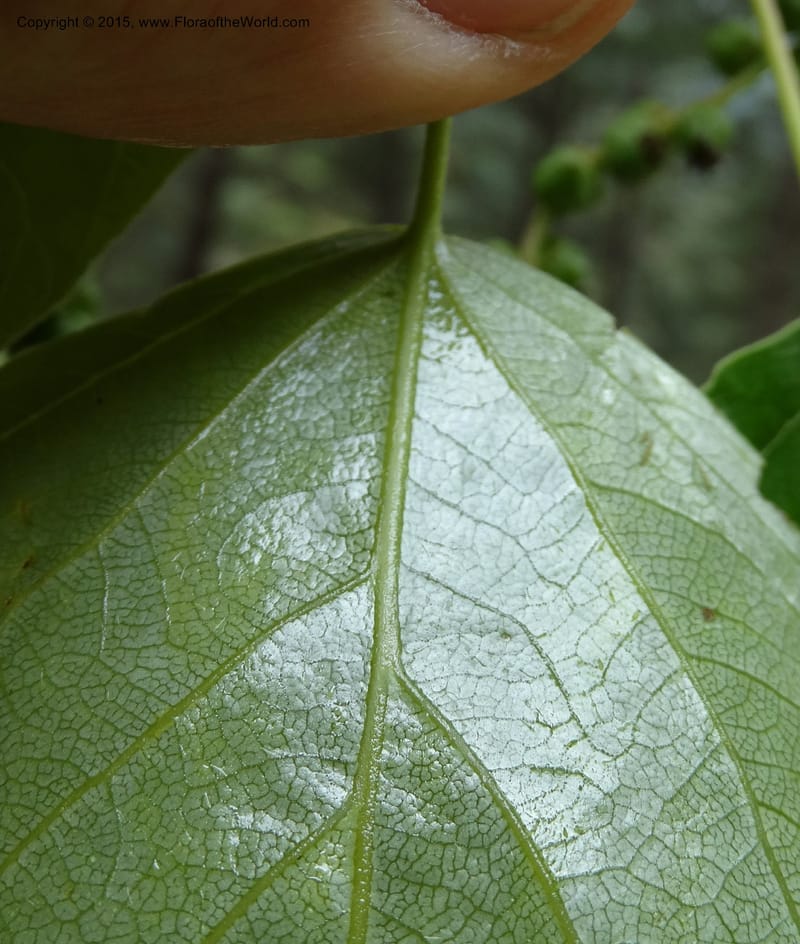 Populus, Boufford, D 43740--China. Sichuan. XinZhaZi Gou. 14 May 2014. DSC06426 (21).JPG