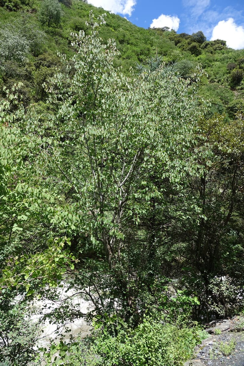Euonymus sanguineus, D. Boufford 43991--China. Sichuan. Yibailingba-gou. 12 Aug 2017. DSC04660 (429).JPG
