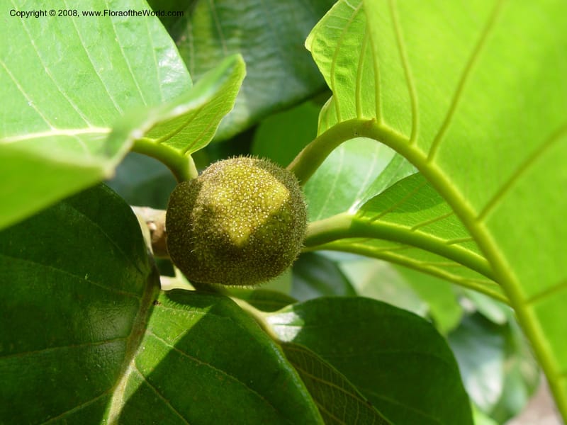 Artocarpus falcata--Cameroon. Limbe Botanic Garden. 4 Dec 03. 155.jpg