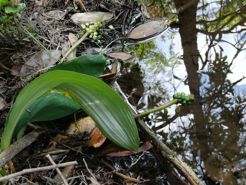 Orontium aquaticum, Davidson, C 13063--South Carolina. Lexington Co. Shellys Pond. 20 May 2015. DSC06625 (93).JPG