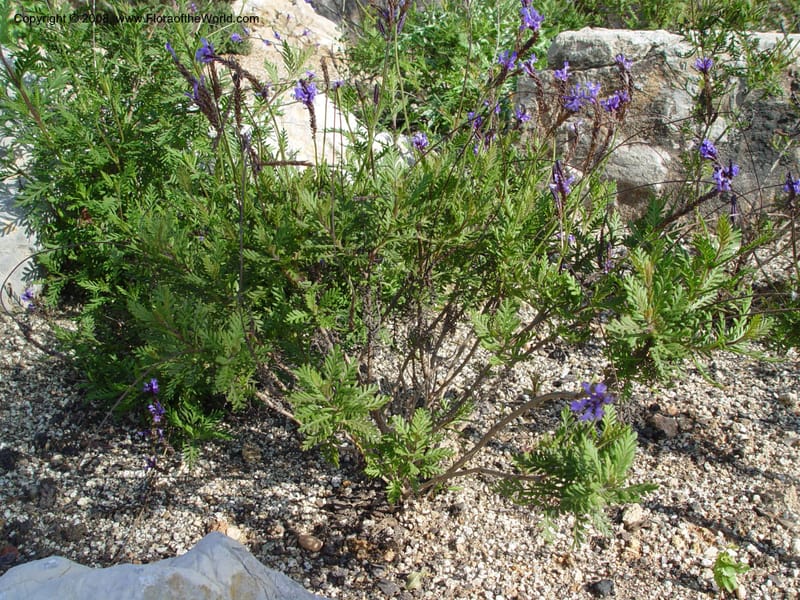 Lavandula multifida, 2003.0410--Spain. Barcelona Botanic Garden. 19 Apr 04. 149.jpg