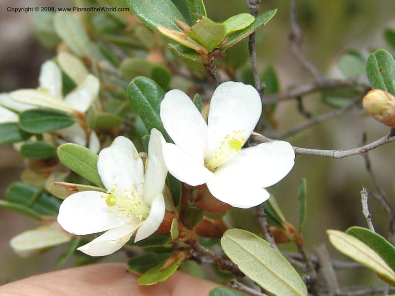 Sarcolaena, not coll.--Madagascar. Antananarivo Prov. Col tapias forest S of Antserabe. 095.jpg