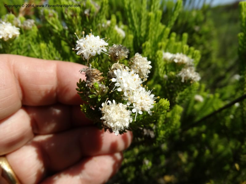 Agathosma collina, Davidson, C 12301--South Africa. Western Cape. De Hoop Nature Res. 22 Jan 2014. DSC01681 (96).JPG