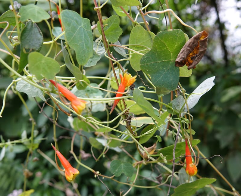 Tropaeolum emarginatum, Gomez-Dominguez, H 3772--Mexico. Chiapas. La Selva Negra. Rincon Chamula. 22 Mar 2017.  (123).JPG