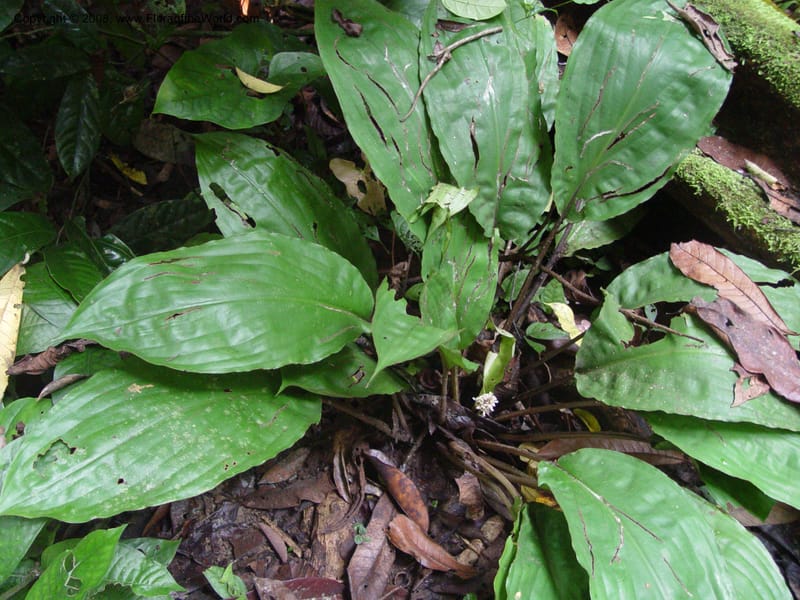 Palisota barteri--Cameroon. Bimbia Mangrove Nat. Trail. 8 Dec 03. 031.jpg