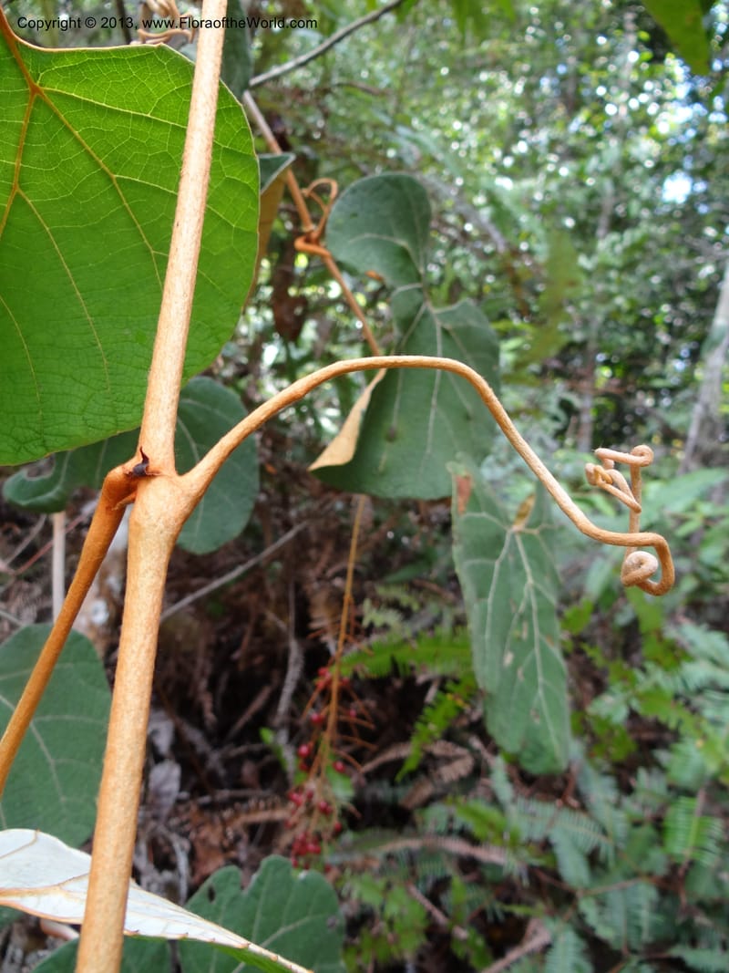 Ampelocissus, SAN.153249--Malaysia, Sabah. Tawai For. Res. 9 Apr 2012. DSC07890 (137).JPG