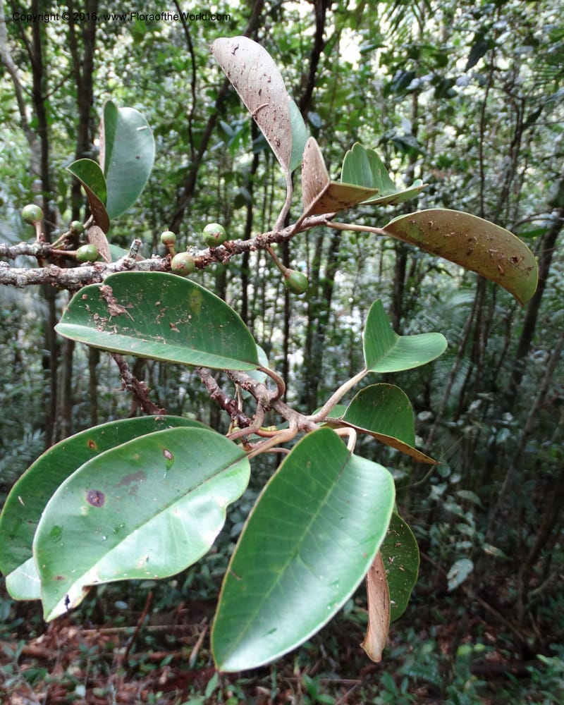 Palaquium, Davidson, C 12740--Sabah. Mt. Kinabalu. Bundu Tuhan Trail. 11 Oct 2014. DSC04153 (148).JPG