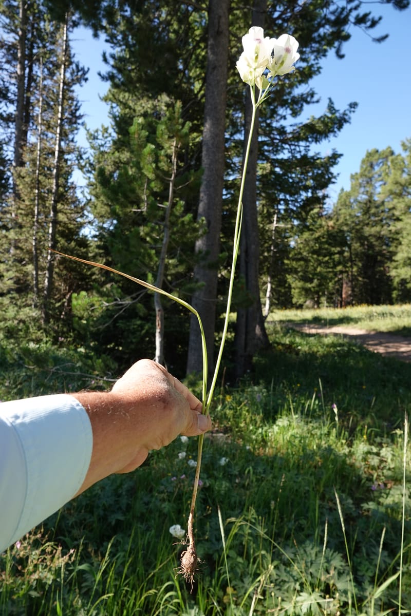 Calochortus eurycarpus, C. Davidson 13846--ID. Fremont Co. Sawtelle Pk. Stop 1. 30 Jul 2018. DSC07452 (62).JPG