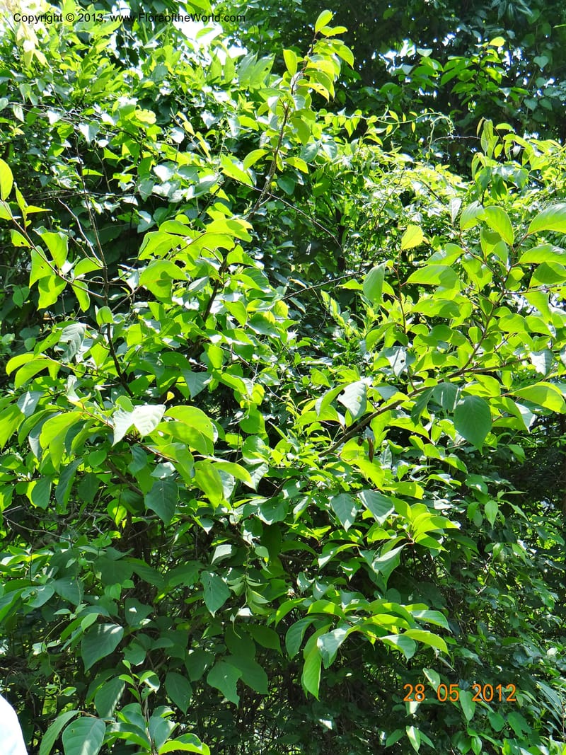Pterostyrax corymbosus, Li Pan 1205274--China, Zhejiang, Shunxi, 28 May 2012 142 (10).JPG