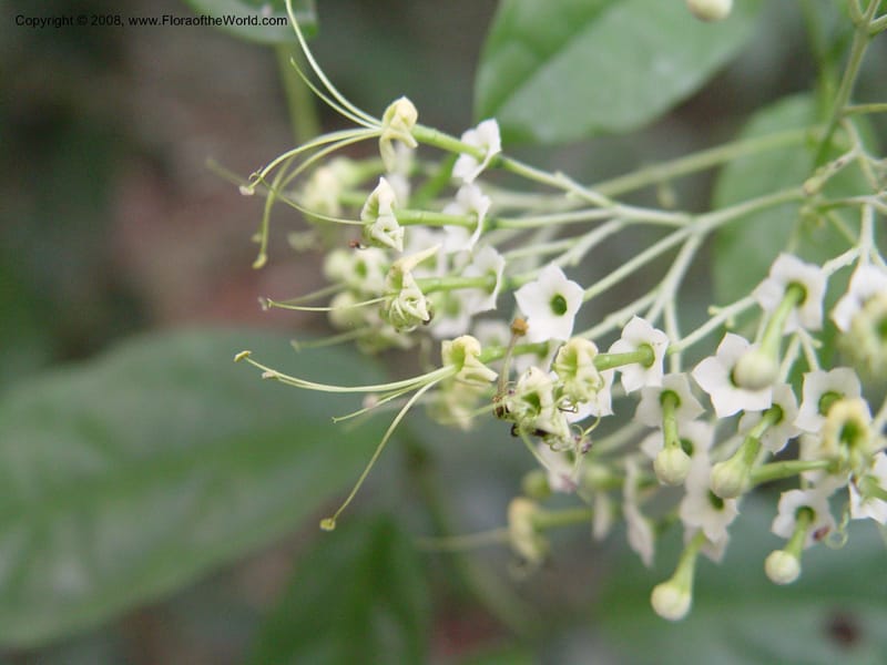 Clerodendrum--Ghana. Aburi Botanic Garden. 10 Dec 03. 193.jpg