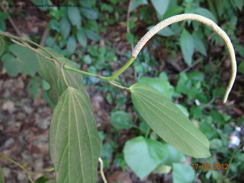 Piper sp. unk., Martinez-Melendez, M 428--Mexico, Chiapas, Palenque-Ocosingo 17 Feb 2012  3251 (14).JPG