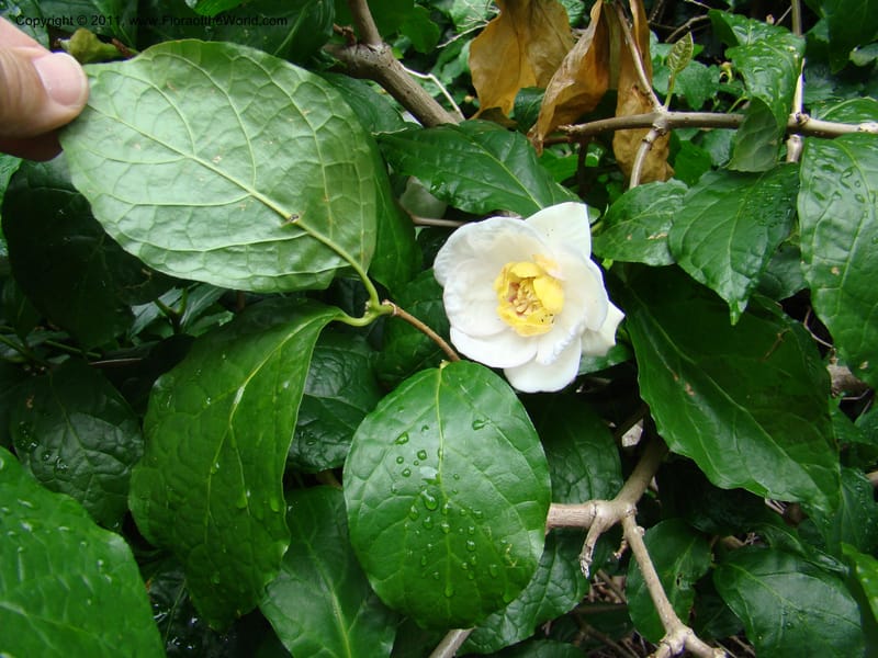 Sinocalycanthus chinensis--Canada. BC. Univ. BC Bot. Garden. 27 Jul 08. 232.jpg