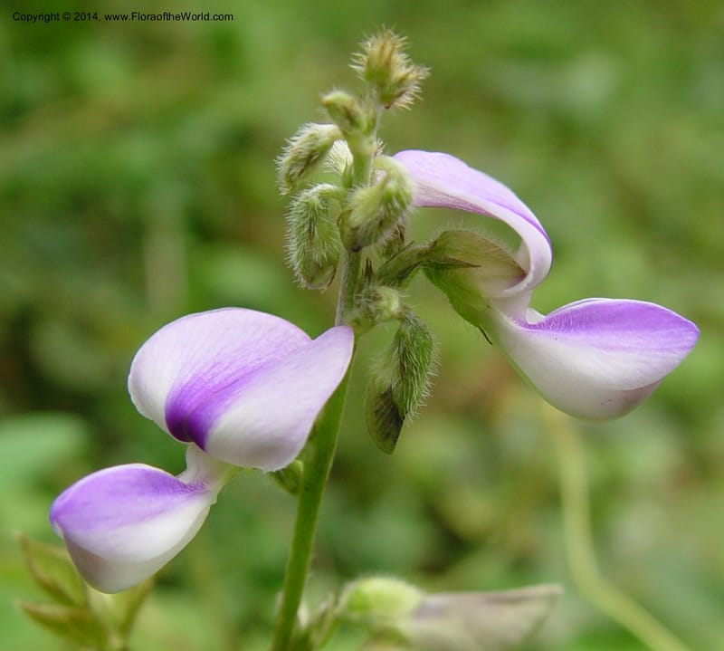 Pueraria phaseoloides--Cameroon. Mt. Cameroon. 6 Dec 03. 122a (2).jpg