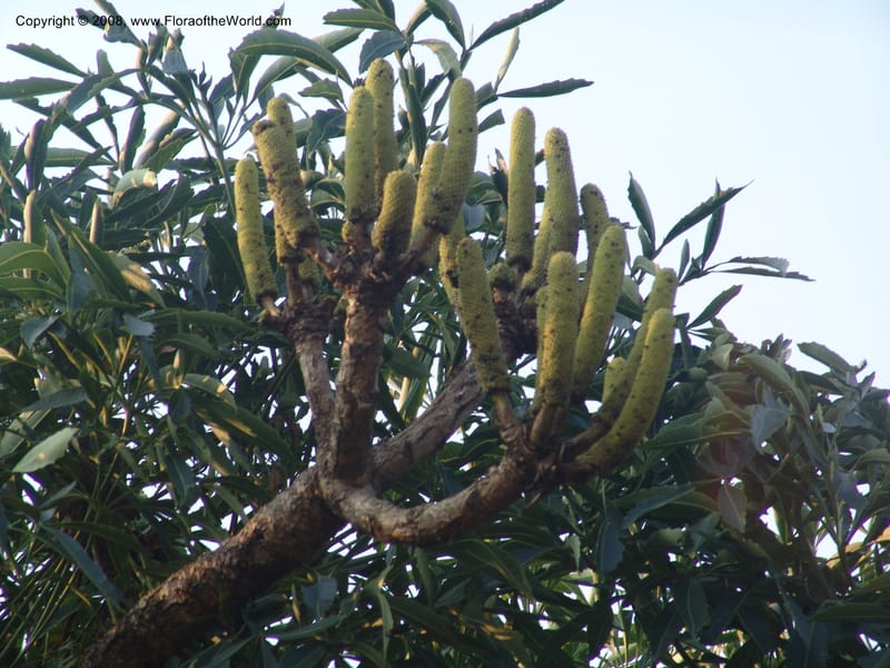 Cussonia spicata--So.Africa. Mpumal. Buffelskloof Private Nat. Res. 17 Mch 05. 330.jpg