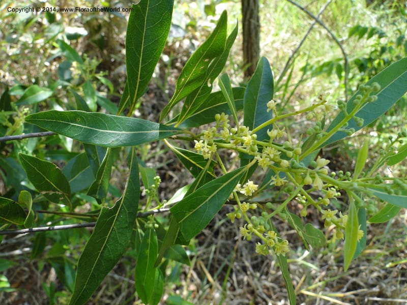 Ocotea puberula, Stevens, W. D 31128, Amambay, 16 Mar 2011 1624 (2).JPG