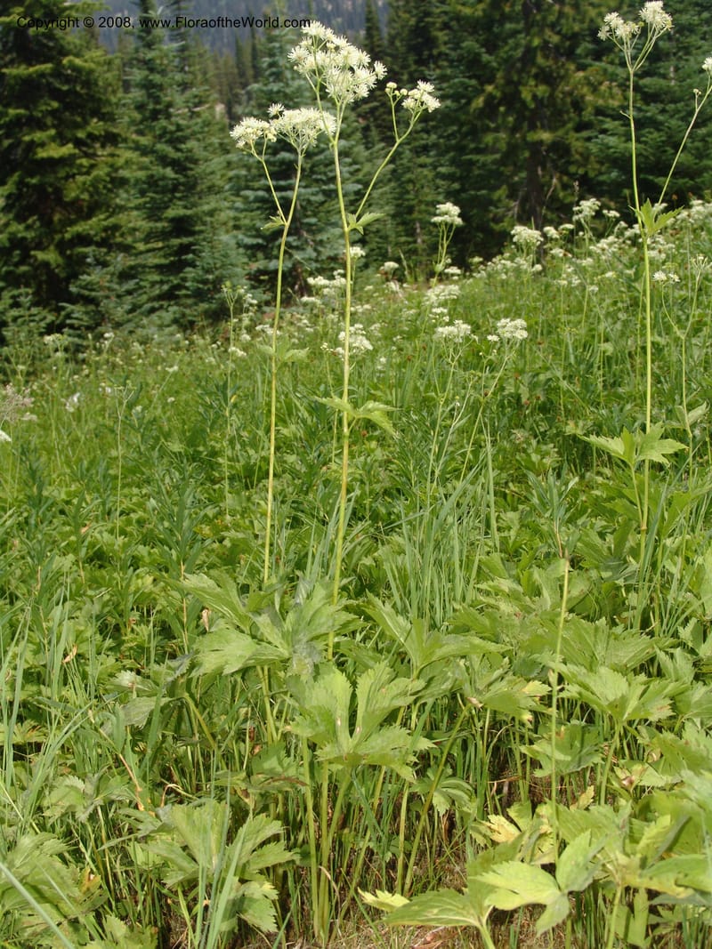 Trautvetteria caroliniensis, CDavidson11124--ID. Adams Co. For. Serv. Rd. 453, to Goose Lk. 20 Jul 07. 299.jpg