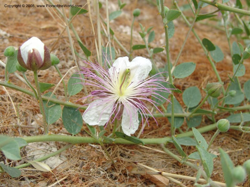 Capparis sicula ssp sicula--Crete. Btwn Almerida and Kalives. 26 May 05. 008.jpg
