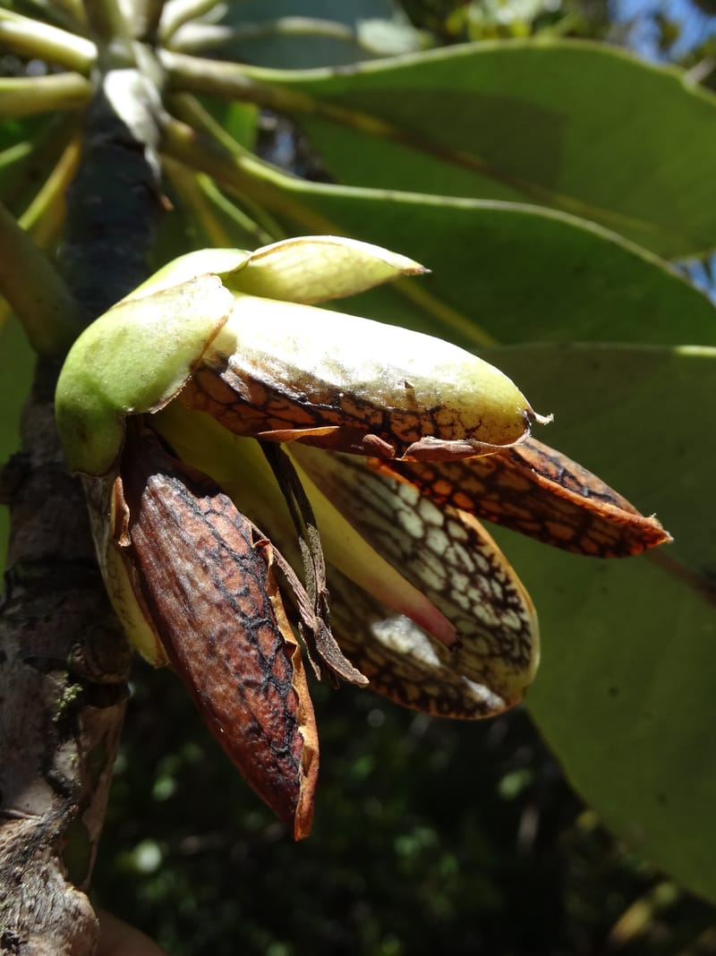 Strasburgeria robusta, Lowry, P 7371--New Caledonia. Mont Dzumac. 12 Nov 2015. DSC01563 (156).JPG