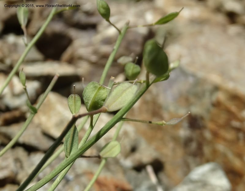 Noccaea fendleri, Davidson, C 12589--ID. Idaho Co. Seven Devils Camp Ground. 15 Jul 2014. DSC00113 (54).JPG
