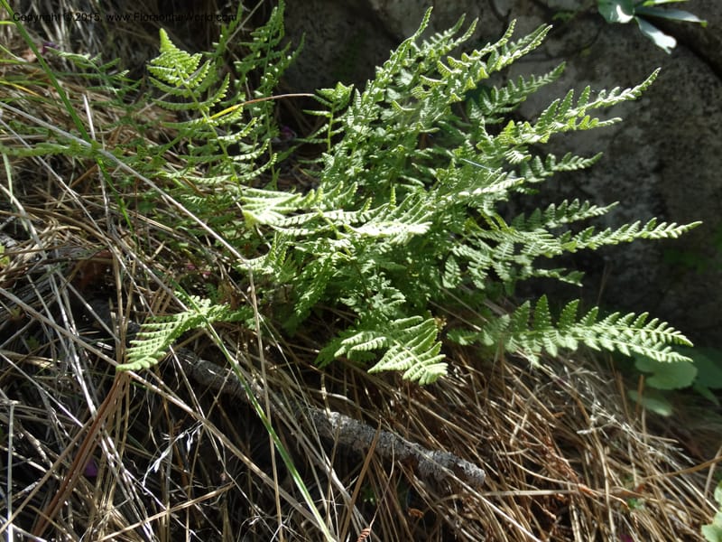 Woodsia scopulina, Davidson, C 12843--Idaho. Valley County. Sylvan Beach. 15 Jun 2015.  (36).JPG