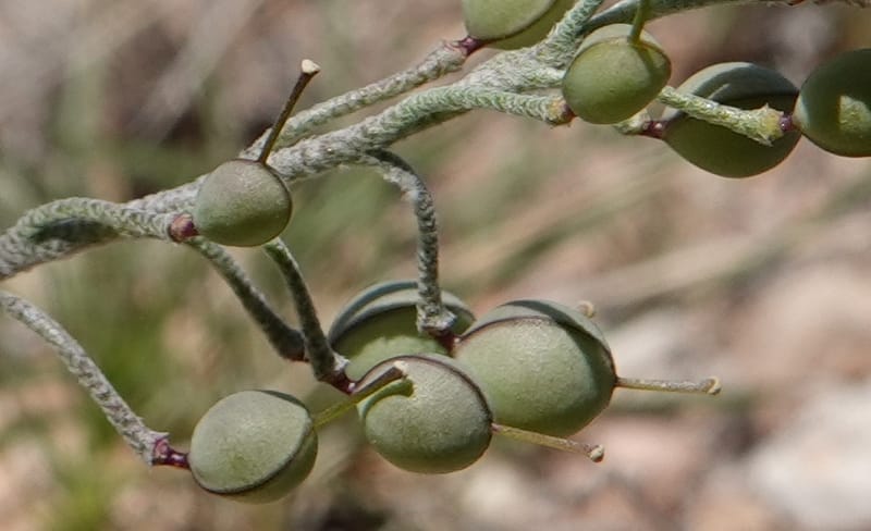 Lesquerella gordonii, C. Davidson 13997--AZ. Cochise Co. Geronimo Trail Rd. 10 Apr 2019. DSC07357 (81).JPG