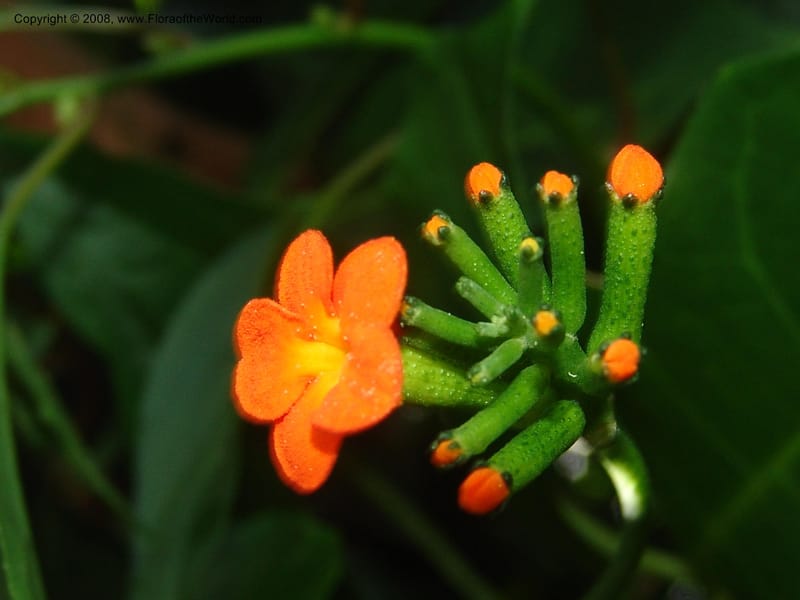 Psiguria warscewiczii--Costa Rica. Prov. Limon. La Selva Biol. Sta. 5 Nov 05. 190.jpg