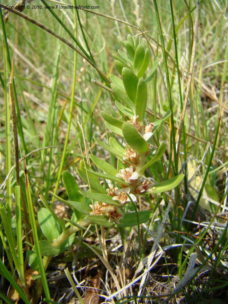 Glaux maritima, D. Mansfield 08-494--OR. Malheur Co. 10 km W of Rome on Hwy 95. 16 Jul 08. 027.jpg