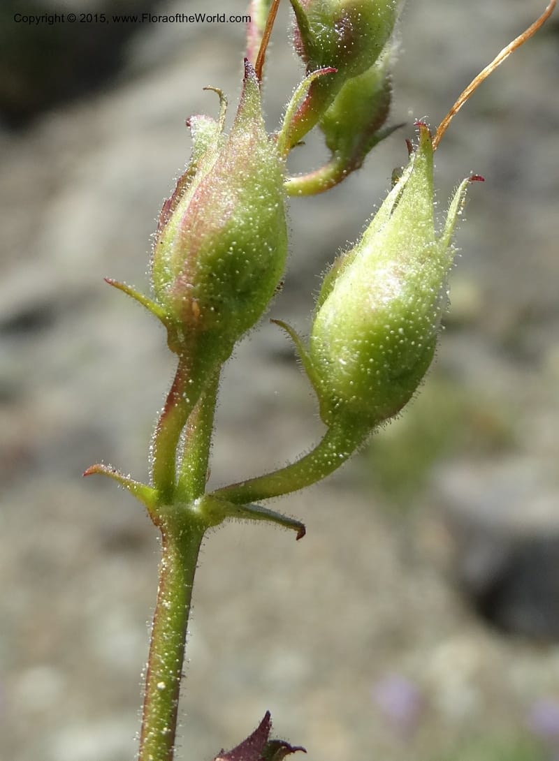 Penstemon fruticosus var. serratus, Davidson, C 12590--ID. Idaho Co. Seven Devils Camp Ground. 15 Jul 2014. DSC00113 (103).JPG