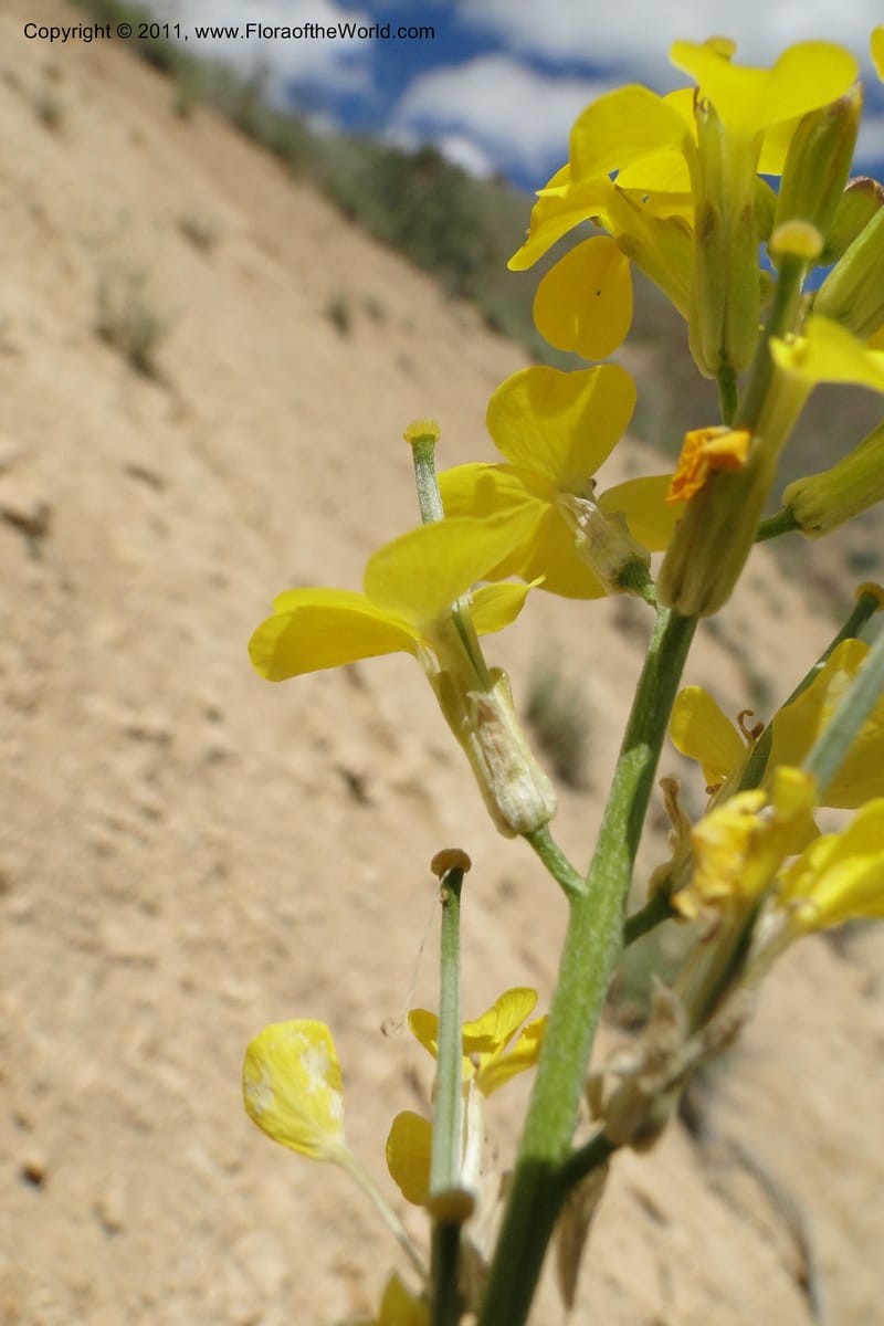 Erysimum capitatum, C. Davidson 11851--Oregon. Malheur Co. Leslie Gulch. 30 June 2011. 161 (13).jpg