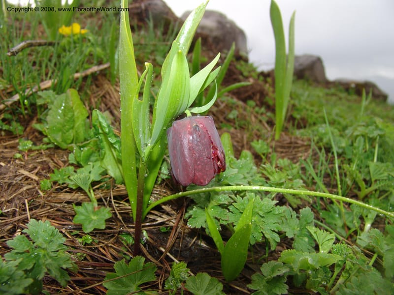 Fritillaria latifolia--Georgia. Ca. Cross Pass. Georgia Milt. Hwy. 1Jun 05. 045.jpg
