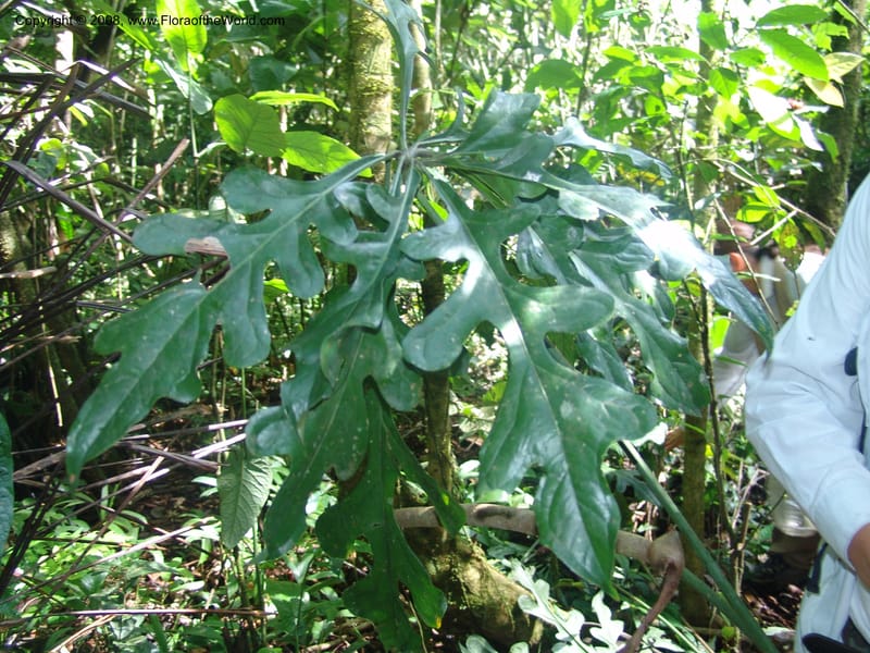Anthurium clavigerum, AAraujoM1235--Bolivia. Pq. Nac. Madidi. Chalalan. Send. Anta. 30 Nov 04. 066.jpg