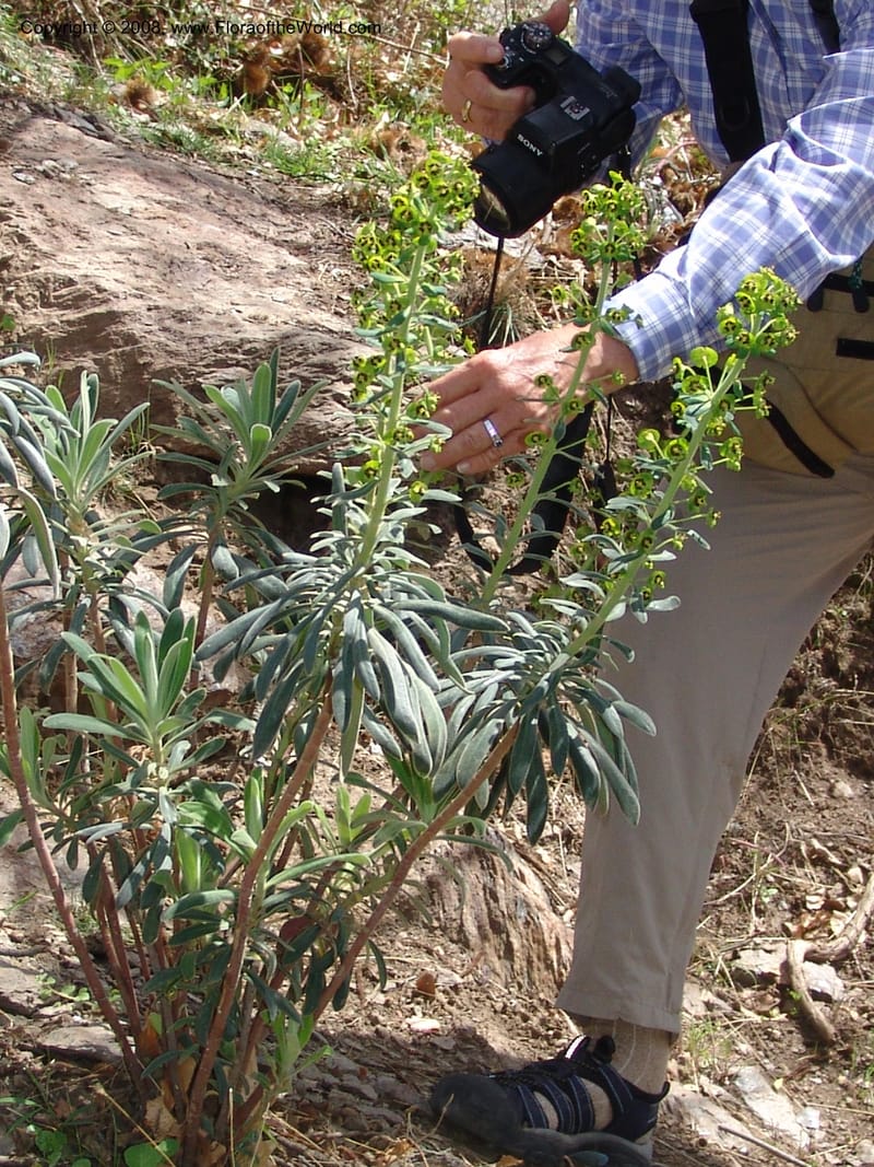 Euphorbia characias--Spain. Pr.Granada. Trail upslope from Pampaneira. 20 Apr 05. 018.jpg