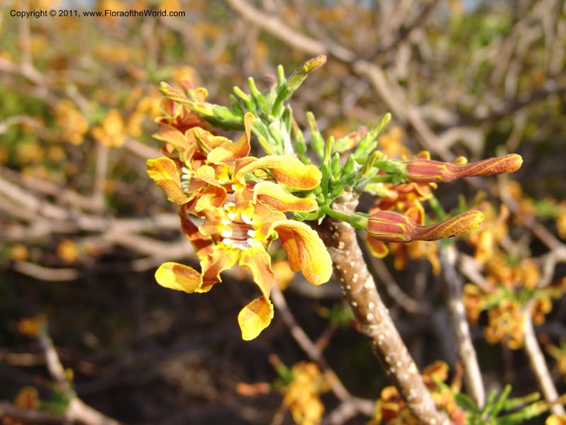 Strophanthus boivinii, ROR1482--Madag. Orangea For. Res. near Antsiranana. 5 Nov 06. 314 (2).jpg