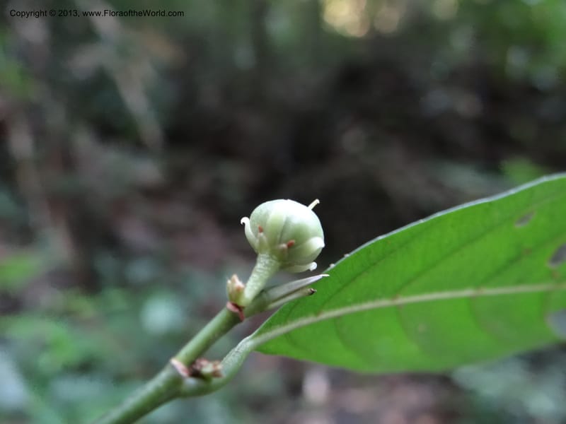 Rinorea, VC 5623--Thailand. Surat Thani Prov. Khlong Phanom Nat. Park. 15 Nov 2012. DSC09389 (79).JPG