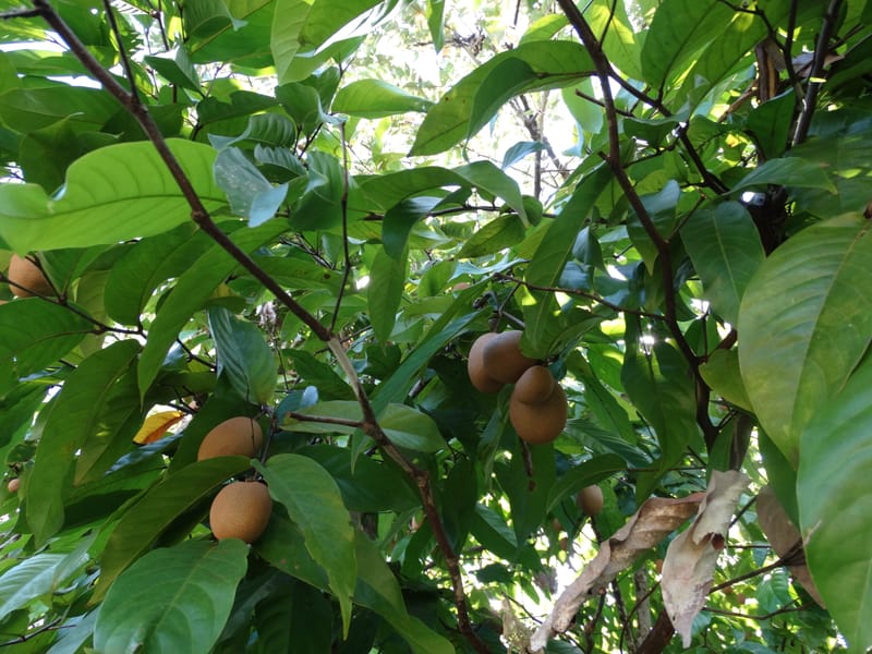 Atuna racemosa, Munzinger, J 7370--Fiji. Wailevu Rd. 6 Nov 2015. FDSC09813 (2).JPG