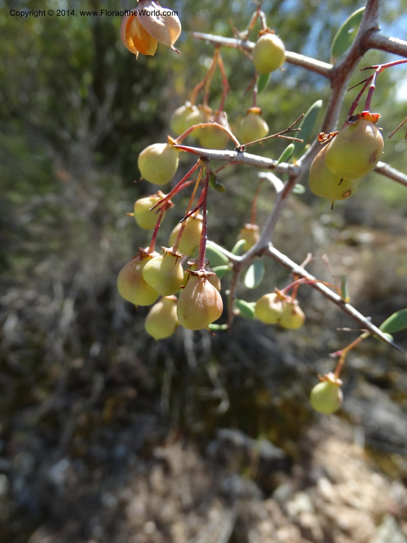 Putterlickia pyracantha, Davidson, C 12273--South Africa. Western Cape. S of Oudtschoorn. 20 Jan 2014. DSC00850 (30).JPG