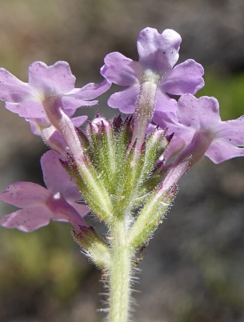 Glandularia gooddingii, C. Davidson 13980--AZ. Pima Co. Mt. Lemmon. Molino View Parking. 8 Apr 2019. DSC (199).JPG