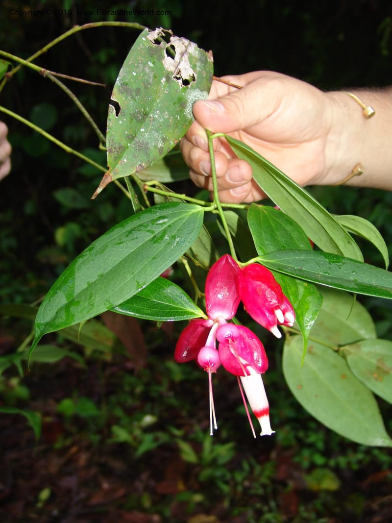 Cavendishia tarapotana, Croat 95742--Ecuador. Maquipucuna Biol. Res. Send. Princip. 12 Mar 06. 020 (3).jpg